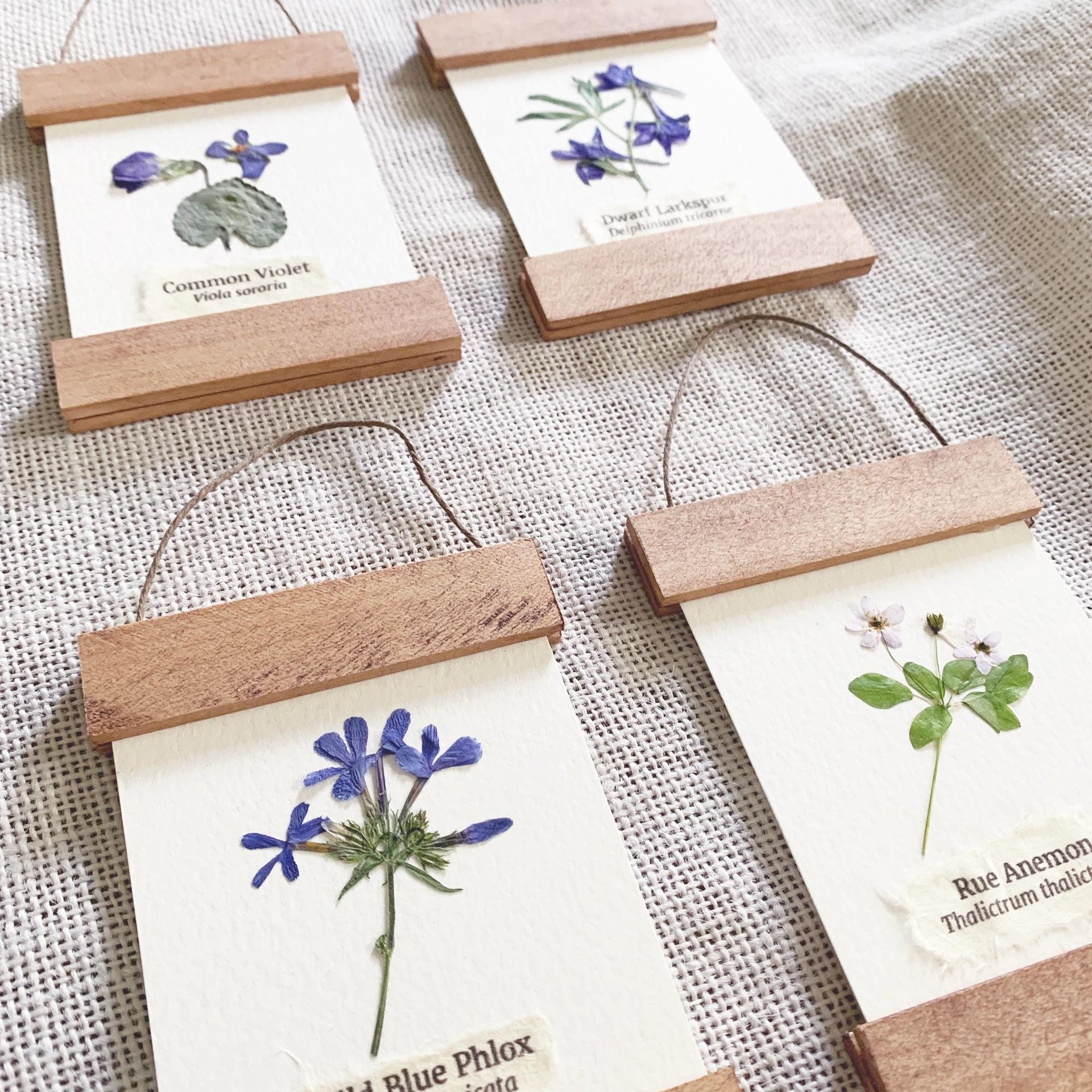 DIY Pressed Flower Herbarium Kit – Set of 4 Mini Frames, Native Wildflower Wall Art Craft, First Bloom Collection