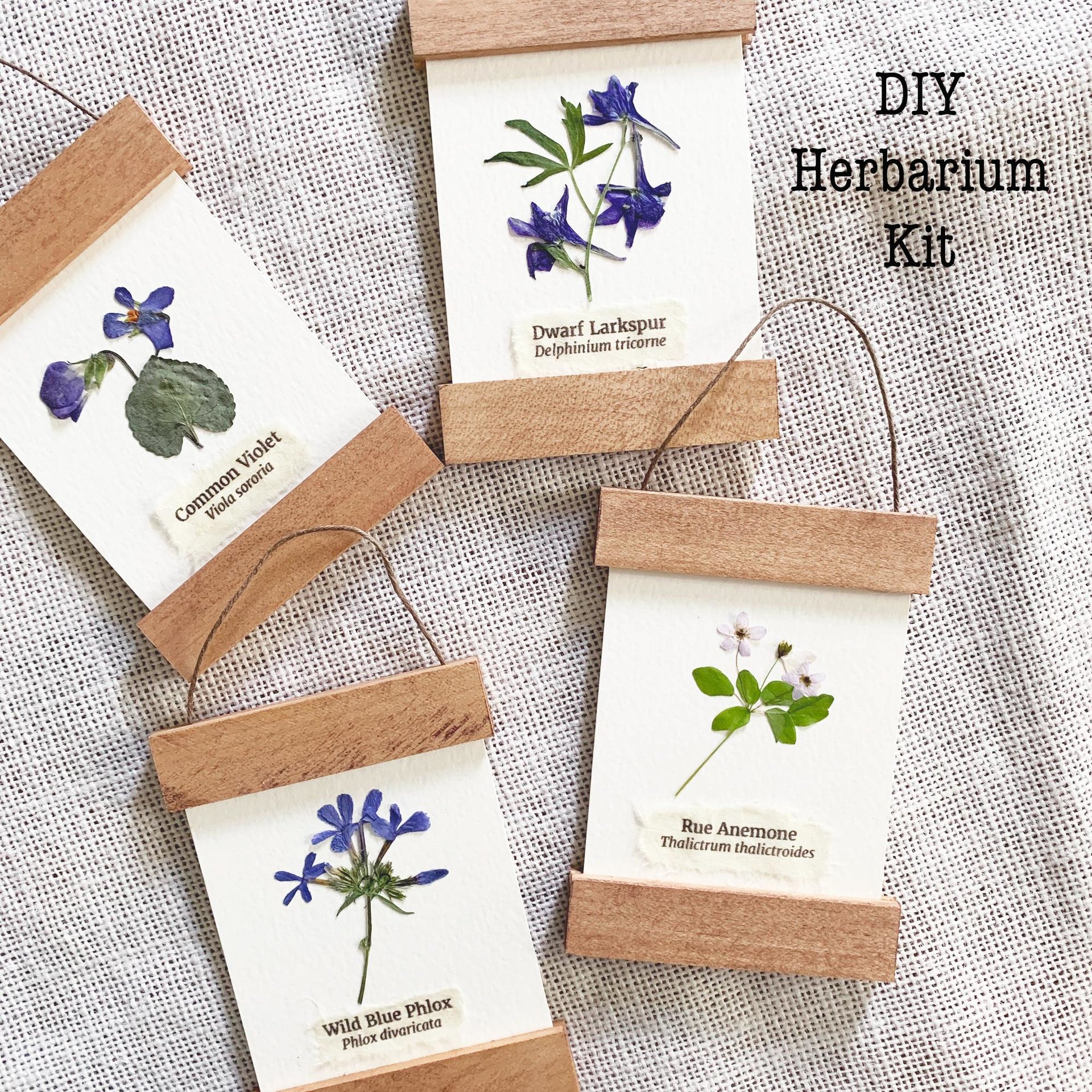 DIY Pressed Flower Herbarium Kit – Set of 4 Mini Frames, Native Wildflower Wall Art Craft, First Bloom Collection